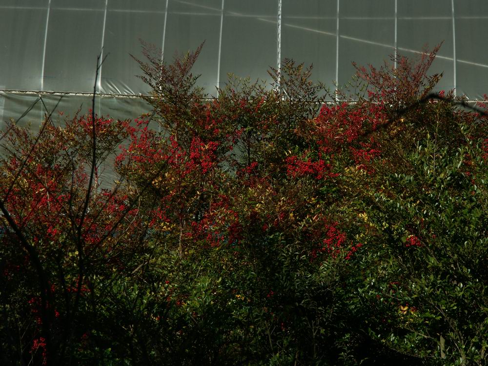 �Z�c�u���\�E