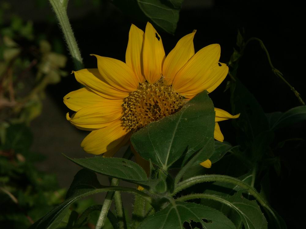 �x��L�S_����