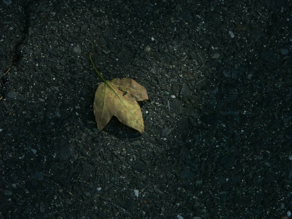 �x��L�S_����