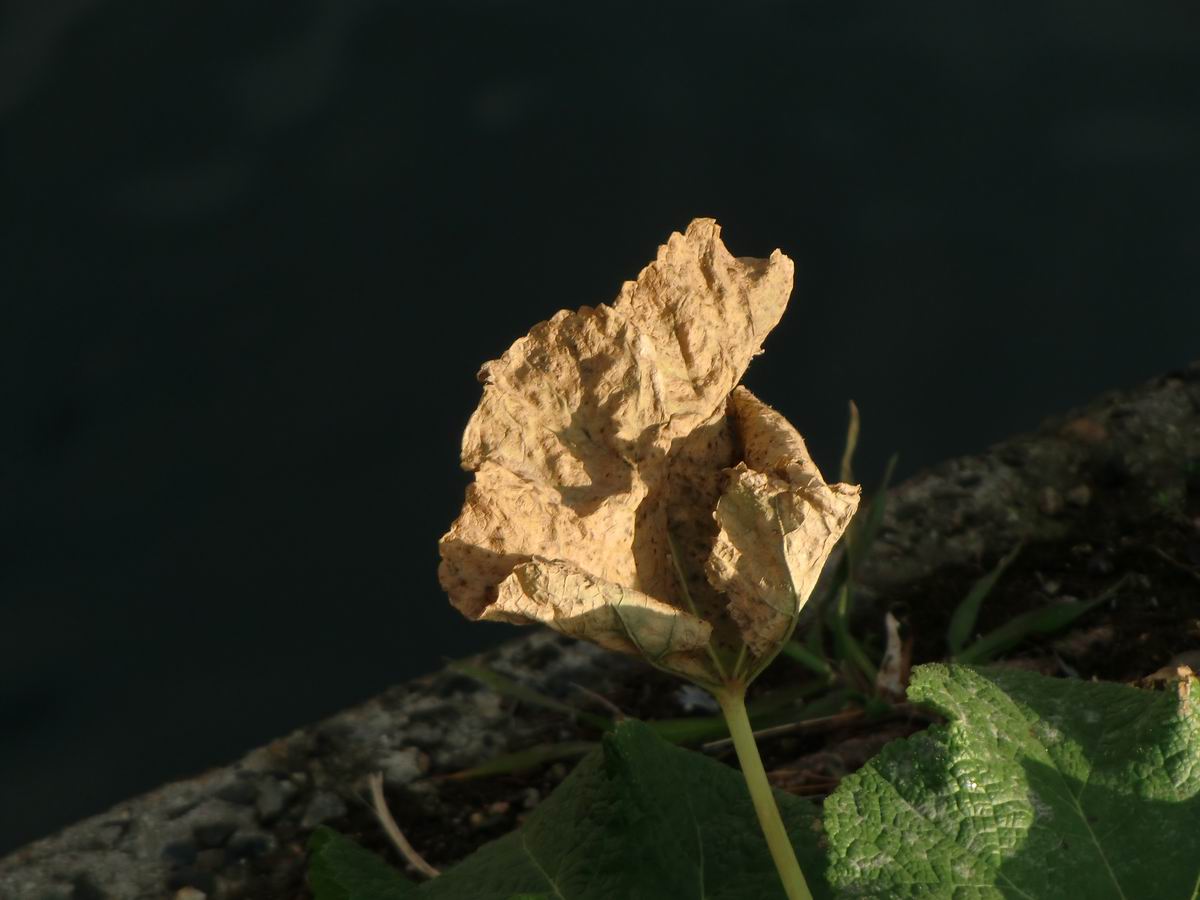 �x��L�S_�L�X