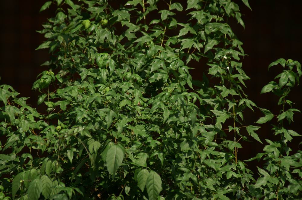 �x��L�S_����