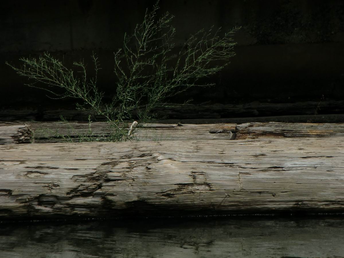 �x��L�S_��