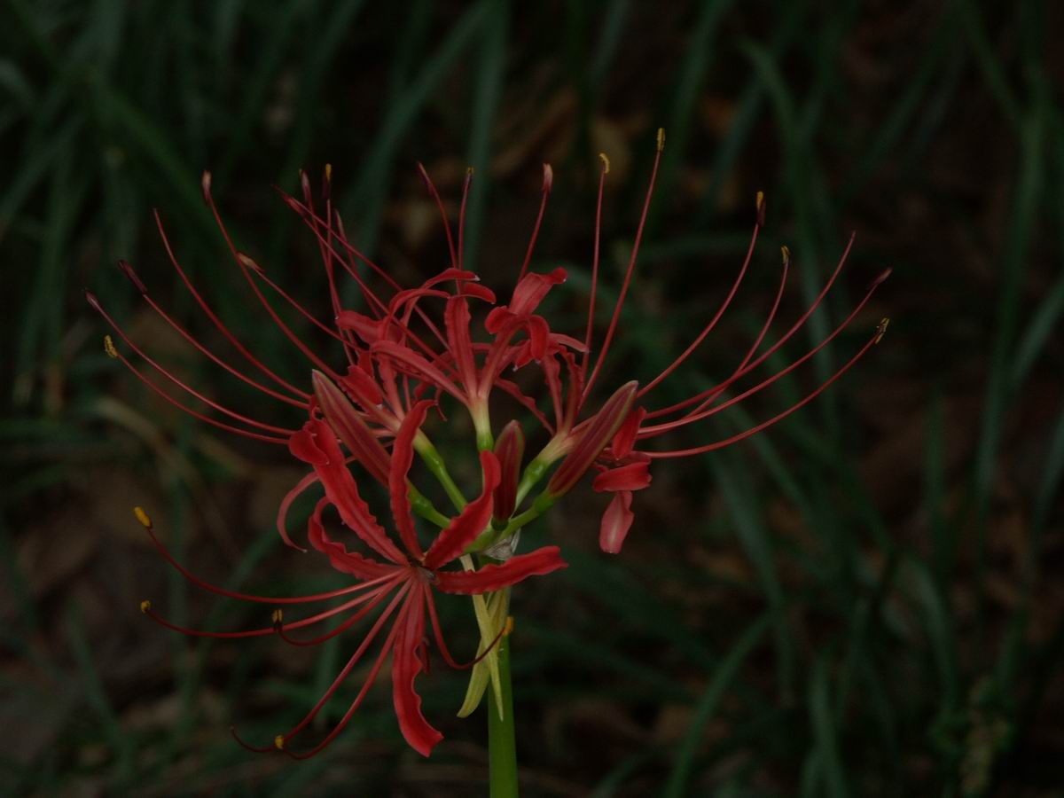 �x��L�S_��