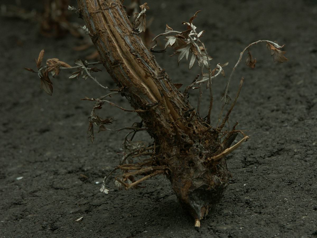 �x��L�S_��