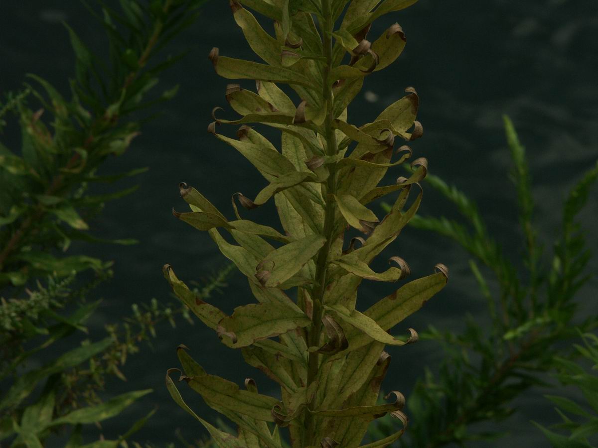 �x��L�S_��