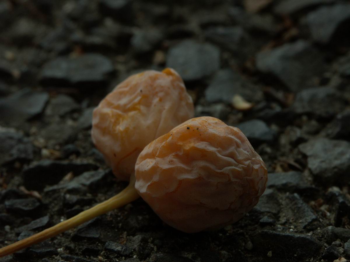 �x��L�S_��